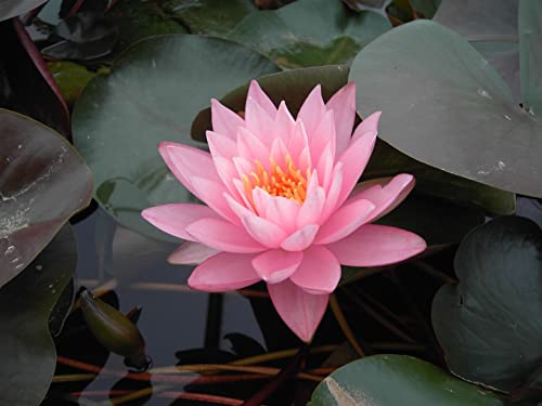 Nymphaea odorata 'Rosennymphe' P 1 Garten-Seerose 'Rosennymphe',winterhart, deutsche Baumschulqualität, im Topf für optimales anwachsen von PlantaPro