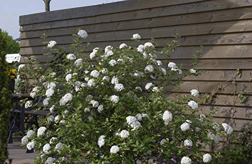 Osterschneeball Viburnum burkwoodii im Topf gewachsen ca. 40-60cm von PlantaPro