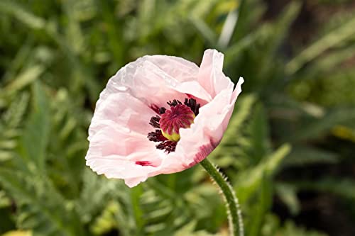 Papaver orientale 'Royal Wedding' ca. 11x11 cm Topf - Orientalischer Mohn, weiße Blüten mit schwarzem Zentrum, Blütezeit Mai-Juni, ideal für Rabatten, pflegeleicht Papaver orientale 'Royal Wedding' ca. 11x11 cm Topf - Orientalischer Mohn, weiße Blüten mit schwarzem Zentrum, Blütezeit Mai-Juni, ideal für Rabatten, pflegeleicht von PlantaPro