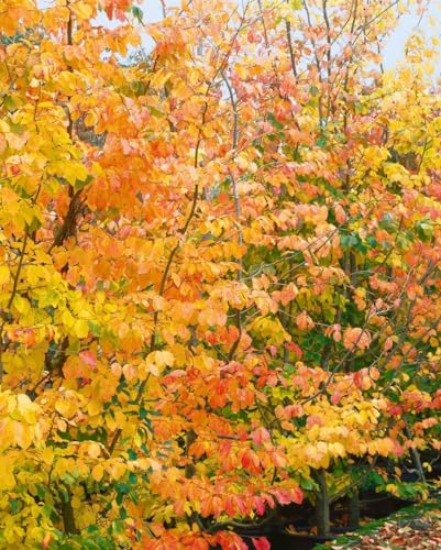 Parrotia persica 150-175 cm - Eisenholzbaum, spektakuläre Herbstfärbung, ideal für Einzelstellung, pflegeleicht und winterhart Parrotia persica 150-175 cm - Eisenholzbaum, spektakuläre Herbstfärbung, ideal für Einzelstellung, pflegeleicht und winterhart von PlantaPro