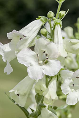 Penstemon x cult. 'White Bedder' ca. 11x11 cm Topf - Bartfaden, weiße Blüten, Blütezeit Juni-September, ideal für Rabatten, bienenfreundlich, pflegeleicht von PlantaPro