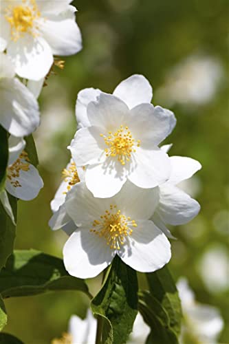 Philadelphus 'Belle Etoile' C 4 60-80 Gartenjasmin 'Belle Etoile',winterhart, deutsche Baumschulqualität, im Topf für optimales anwachsen von PlantaPro