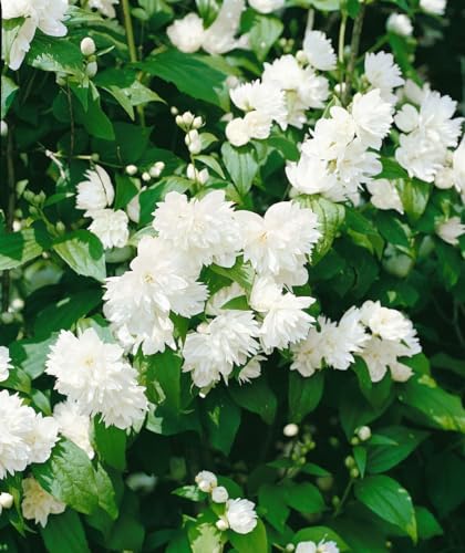 Philadelphus 'Schneesturm' 60-80 cm - Duftjasmin, weiße Blüten, Blütezeit Juni-Juli, ideal für Hecken, bienenfreundlich, pflegeleicht von PlantaPro