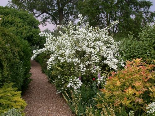 Philadelphus 'Virginal' 40-60 cm – Winterhart, Mehrjährig, Pflegeleicht – Duftjasmin – Heckenpflanze für Garten & Sichtschutz von PlantaPro