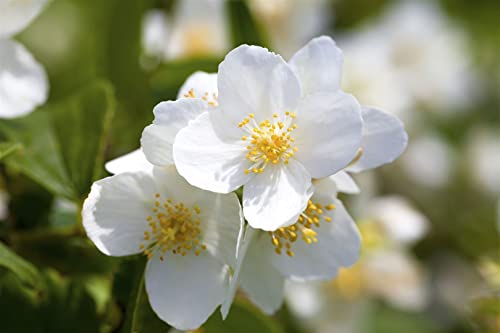 Philadelphus coronarius 15 L 100-125 Duftender Bauernjasmin,winterhart, deutsche Baumschulqualität, im Topf für optimales anwachsen von PlantaPro