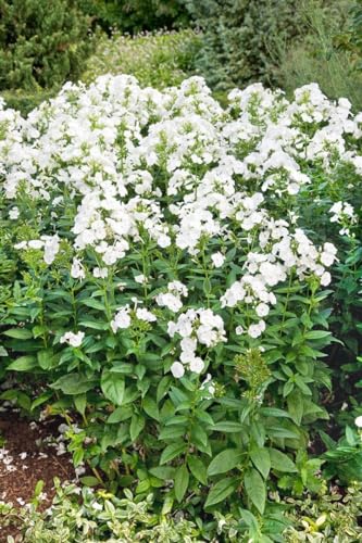 Phlox paniculata 'Danielle' P1 - Winterharter Staudenphlox, Duftend, Weiß Blühend, Gartenpflanze, Bienefreundlich von PlantaPro