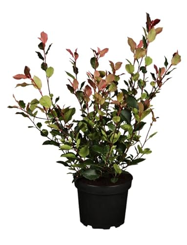 Photinia fraseri 'Little Red Robin' 3 L 40-60 Glanzmispel 'Little Red Robin',winterhart, deutsche Baumschulqualität, im Topf für optimales anwachsen von PlantaPro