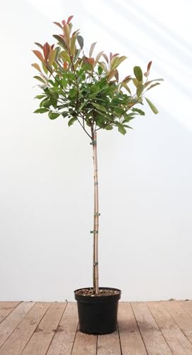 Photinia fraseri 'Red Robin' 80-100 cm Stammhöhe - Glanzmispel, rote Blattaustriebe, immergrün, ideal als Heckenpflanze, pflegeleicht und winterhart Photinia fraseri 'Red Robin' 80-100 cm Stammhöhe - Glanzmispel, rote Blattaustriebe, immergrün, ideal als Heckenpflanze, pflegeleicht und winterhart von PlantaPro