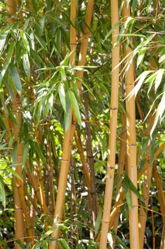 Phyllostachys vivax aureocaulis C10, Goldener Bambus, Winterhart & Schnellwachsend, 80-100cm Gartenpflanze von PlantaPro