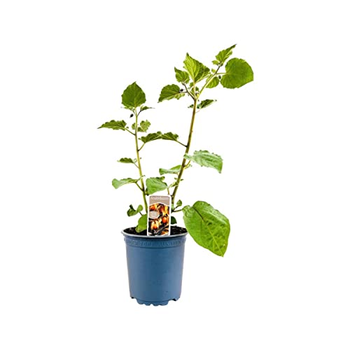 Physalis peruviana ca. 11x11 cm Topf - Andenbeere, gelbe Früchte, Erntezeit August-Oktober, ideal für Kübel, pflegeleicht und vitaminreich von PlantaPro