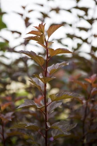 Physocarpus opulifolius 'Amber Jubilee' - Blasenspiere, Winterhart, Zierstrauch, Gelb-Orange Laub, C5 Topf, 60-80cm von PlantaPro