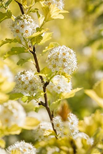 Physocarpus opulifolius 'Dart's Gold' - Blasenspiere, Goldlaubiger Zierstrauch, Winterhart, P9 15-20cm, Gelbes Laub von PlantaPro