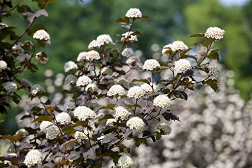 Physocarpus opulifolius 'Diabolo' -R- 3L 40-60 Fasanenspiere 'Diabolo'®,winterhart, deutsche Baumschulqualität, im Topf für optimales anwachsen von PlantaPro