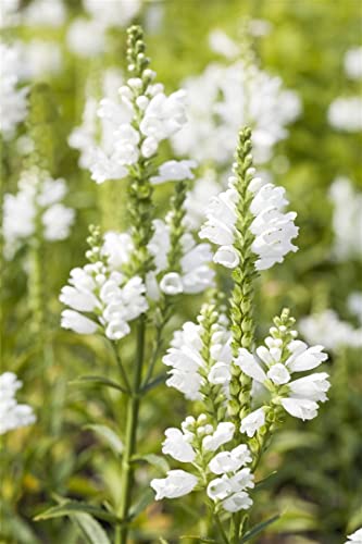 Physostegia virginiana 'Summer Snow' ca. 9x9 cm Topf - Gelenkblume, weiße Blüten, Blütezeit Juli-September, ideal für Rabatten, pflegeleicht und winterhart von PlantaPro