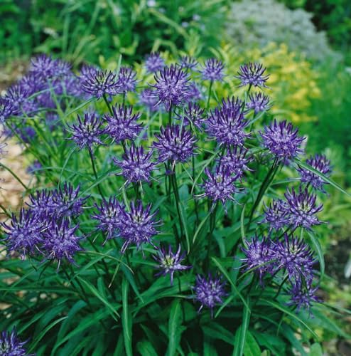 Phyteuma scheuchzeri ca. 9x9 cm Topf - Scheuchzers Teufelskralle, violette Blüten, Blütezeit Juni-August, ideal für Steingärten, pflegeleicht und winterhart Phyteuma scheuchzeri ca. 9x9 cm Topf - Scheuchzers Teufelskralle, violette Blüten, Blütezeit Juni-August, ideal für Steingärten, pflegeleicht und winterhart von PlantaPro