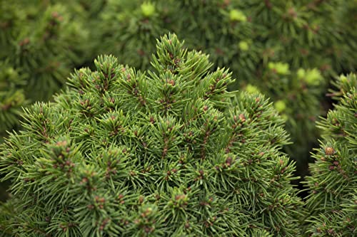 Picea glauca 'Alberta Globe' 2L 15-20 Kugelfichte 'Alberta Globe',winterhart, deutsche Baumschulqualität, im Topf für optimales anwachsen von PlantaPro