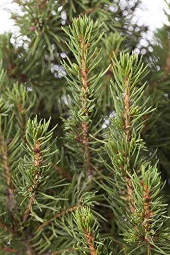 Picea glauca 'Zuckerhut' - Kanadische Zwerg-Fichte, Winterhart, Immergrün, C2 Topf, 15-20cm Gartenpflanze von PlantaPro