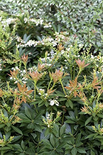 Pieris japonica 'Prelude' 4 L 30-40 Schattenglöckchen 'Prelude',winterhart, deutsche Baumschulqualität, im Topf für optimales anwachsen von PlantaPro