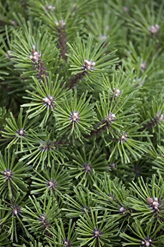 Pinus mugo 'Benjamin' C 4 25-30 Berg-Kiefer 'Benjamin',winterhart, deutsche Baumschulqualität, im Topf für optimales anwachsen von PlantaPro