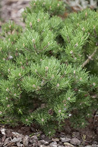 Pinus mugo 'Laurin' C 5 30-40 Berg-Kiefer 'Laurin',winterhart, deutsche Baumschulqualität, im Topf für optimales anwachsen von PlantaPro