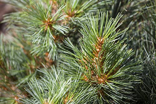 Pinus strobus 'Macopin' C 4 25-30 Seidenkiefer 'Macopin',winterhart, deutsche Baumschulqualität, im Topf für optimales anwachsen von PlantaPro