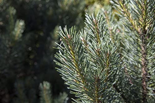 Pinus sylvestris 'Watereri' 15L 60-70 Silberkiefer 'Watereri',winterhart, deutsche Baumschulqualität, im Topf für optimales anwachsen von PlantaPro