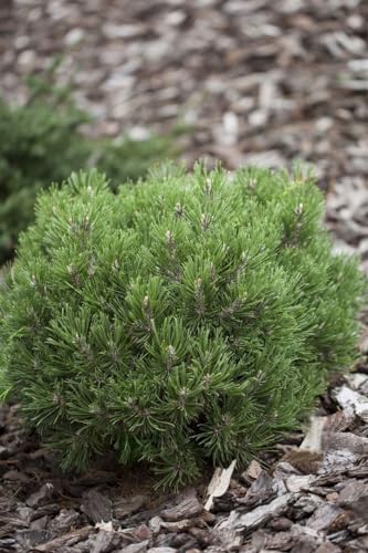 Pinus uncinata 'Heideperle' - Zwerg-Schlangenhautkiefer, 2x veredelt, mit Ballen, Winterhart, 20-25 cm, Immergrün, Gartenpflanze von PlantaPro
