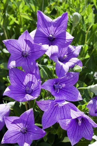 Platycodon grandiflorus 'Fuji Blue' ca. 9x9 cm Topf - Ballonblume, blaue Blüten, Blütezeit Juni-August, ideal für Rabatten, pflegeleicht und winterhart Platycodon grandiflorus 'Fuji Blue' ca. 9x9 cm Topf - Ballonblume, blaue Blüten, Blütezeit Juni-August, ideal für Rabatten, pflegeleicht und winterhart von PlantaPro