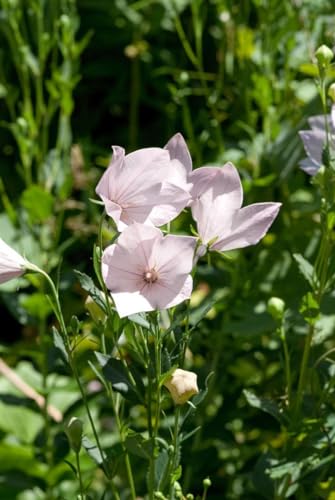 Platycodon grandiflorus 'Perlmutterschale' ca. 9x9 cm Topf - Ballonblume, perlmuttfarbene Blüten, Blütezeit Juni-August, ideal für Rabatten, pflegeleicht und winterhart von PlantaPro