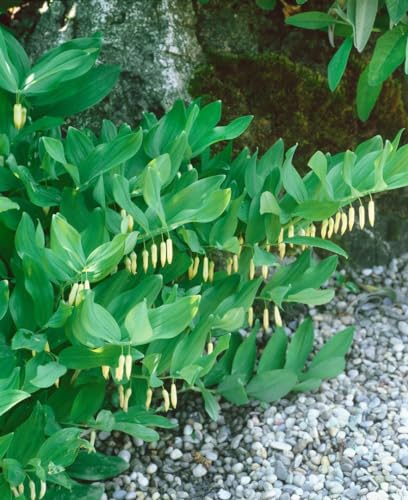 Polygonatum verticillatum P 0,5 - Waldmeisterähnliche Weißwurz, Schattenliebende Staude, Bienenfreundlich, Robust von PlantaPro