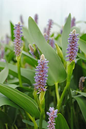 Pontederia cordata var.lanceolata P 0,5 Lanzen-Hechtkraut,winterhart, deutsche Baumschulqualität, im Topf für optimales anwachsen von PlantaPro