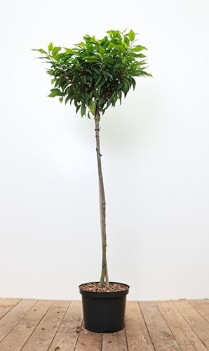 Portugiesischer Kirschlorbeer 'Angustifolia' - Immergrüne Heckenpflanze, Sta C5, Einjährige Krone, Stammhöhe 80cm, Pflegeleicht von PlantaPro