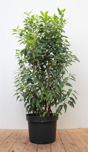 Portugiesischer Kirschlorbeer 'Angustifolia' - Immergrüner Heckenpflanze, 3x verpflanzt, mit Ballen, 80-100cm von PlantaPro