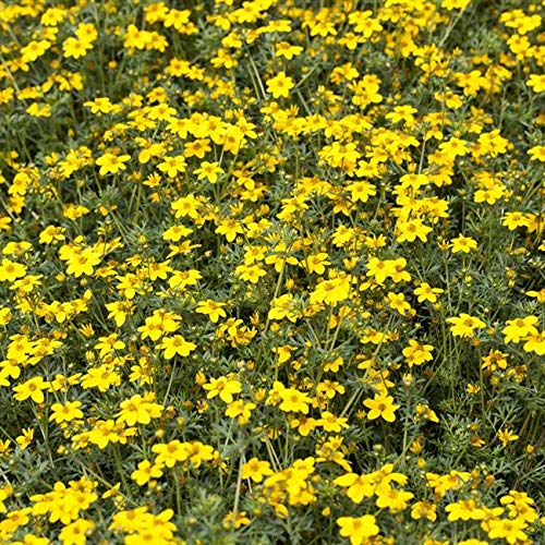 Potentilla 'gelb' Gemeiner Fingerstrauch immergrüner Bodendecker mit gelben Blüte im Topf gewachsen (25 Stück) von PlantaPro