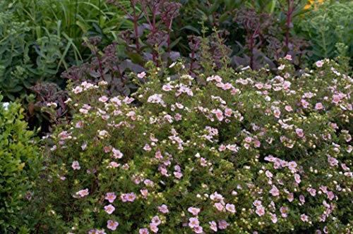 Potentilla 'rosa' Gemeiner Fingerstrauch immergrüner Bodendecker mit rosa Blüte im Topf gewachsen (25 Stück) von PlantaPro