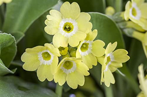 Primula auricula, gelb P 0,5 Echte Aurikel,winterhart, deutsche Baumschulqualität, im Topf für optimales anwachsen von PlantaPro