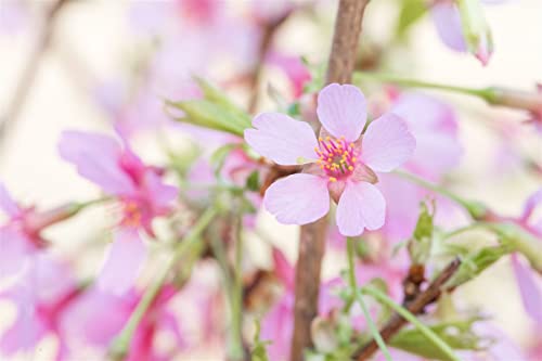 Prunus 'Okame' CAC Sta C 5 Krone einj. Sth. 100- Zierkirsche 'Okame',winterhart, deutsche Baumschulqualität, im Topf für optimales anwachsen von PlantaPro