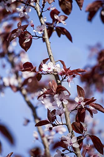 Prunus cerasifera 'Nigra' CAC 5L 80-100 Blutpflaume 'Nigra',winterhart, deutsche Baumschulqualität, im Topf für optimales anwachsen von PlantaPro