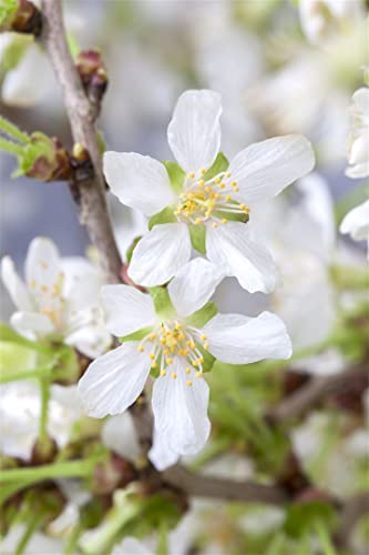 Prunus incisa 'Kojou-no-mai' CAC C 5 30-40 Geschlitzte Kirsche 'Kojou-no-mai',winterhart, deutsche Baumschulqualität, im Topf für optimales anwachsen von PlantaPro