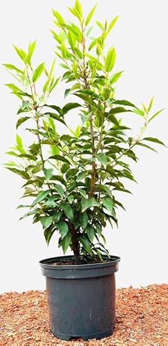 Prunus lusitanica 60cm Heckenpflanze Portugiesische Lorbeerkirsche,winterhart, deutsche Baumschulqualität, im Topf für optimales anwachsen von PlantaPro
