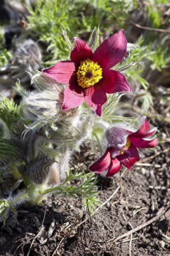 Pulsatilla vulgaris 'Pinwheel Rot' -R- P 0,5 Kuhschelle 'Pinwheel Rot'®,winterhart, deutsche Baumschulqualität, im Topf für optimales anwachsen von PlantaPro