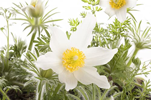 Pulsatilla vulgaris 'Pinwheel Weiß' -R- P 0,5 Kuhschelle 'Pinwheel Weiß'®,winterhart, deutsche Baumschulqualität, im Topf für optimales anwachsen von PlantaPro