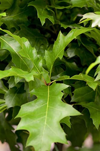 Quercus palustris 'Green Dwarf' 125 cm - Sumpf-Eiche, kompakte Krone, ideal für kleine Gärten, pflegeleicht und winterhart Quercus palustris 'Green Dwarf' 125 cm - Sumpf-Eiche, kompakte Krone, ideal für kleine Gärten, pflegeleicht und winterhart von PlantaPro