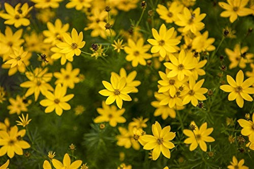 Quirlblättriges Garten-Mädchenauge Coreopsis verticillata Staude im Topf gewachsen von PlantaPro
