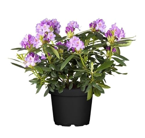 Rhododendron Cataw. Grandiflorum Alpenrose lila 30-40cm im Topf gewachsen Rhododendron Cataw. Grandiflorum Alpenrose lila 30-40cm im Topf gewachsen von PlantaPro