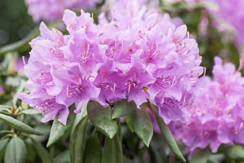 Rhododendron 'Catawbiense Grandiflorum' 40-50 cm - Rhododendron, lila Blüten, Blütezeit Mai-Juni, ideal für Halbschatten, winterhart, pflegeleicht Rhododendron 'Catawbiense Grandiflorum' 40-50 cm - Rhododendron, lila Blüten, Blütezeit Mai-Juni, ideal für Halbschatten, winterhart, pflegeleicht von PlantaPro