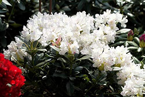 Rhododendron 'Cunningham's White' 30–40 cm – Winterhart, Immergrün, Mehrjährig – Alpenrose – Heckenpflanze für Garten & Sichtschutz von PlantaPro