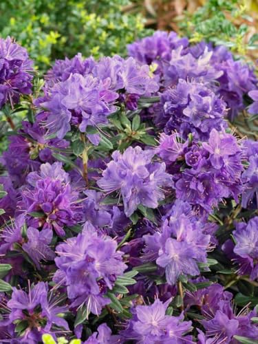 Rhododendron 'Gletschernacht' - Winterharte Gartenpflanze, Blauviolette Blüten, 30-40cm, C5 Container von PlantaPro