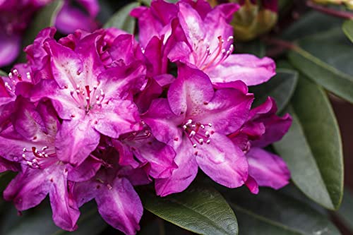 Rhododendron Hybr. 'Anatevka' 30-40 cm - Rhododendron, rosa Blüten, Blütezeit Mai-Juni, ideal für halbschattige Standorte, immergrün, pflegeleicht von PlantaPro