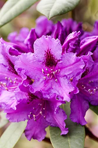Rhododendron Hybr. 'Azurro' 30-40 cm - Rhododendron, violettblaue Blüten, Blütezeit Mai-Juni, ideal für Halbschatten, immergrün, winterhart Rhododendron Hybr. 'Azurro' 30-40 cm - Rhododendron, violettblaue Blüten, Blütezeit Mai-Juni, ideal für Halbschatten, immergrün, winterhart von PlantaPro
